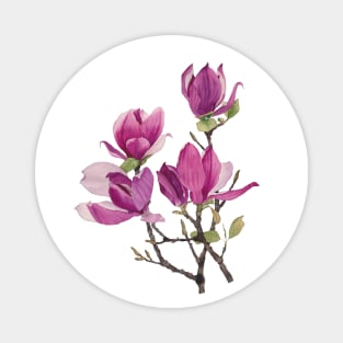 Watercolor magnolia Magnet